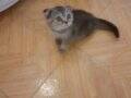 2 aylık Scottish Fold