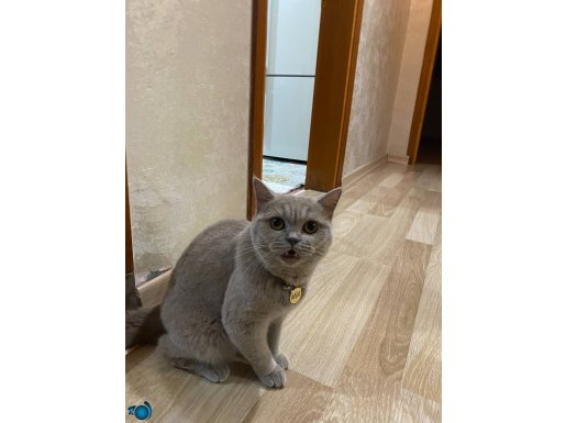 1 Yaşında Dişi British Shorthair 4.000 TL