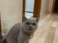 1 Yaşında Dişi British Shorthair 4.000 TL