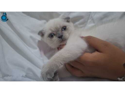 Yavru Scottish Fold