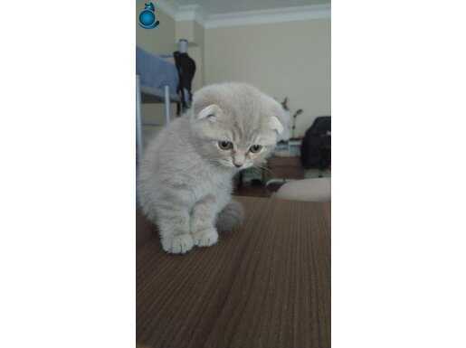 İnsan canlısı yavru scottish fold