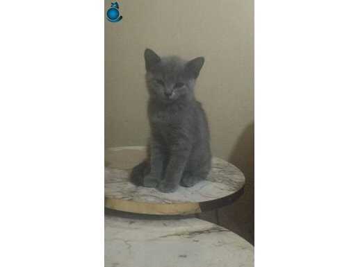 2 aylık kediler British shorthair