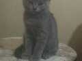 2 aylık kediler British shorthair