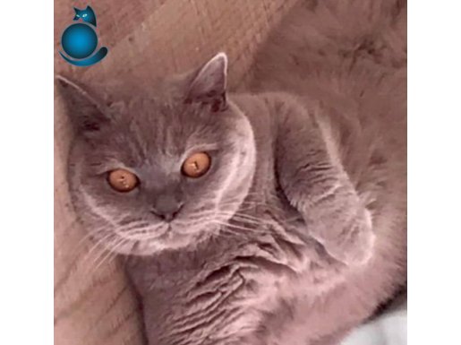 Anne british shorthair yavru melez ÜCRETSİZ