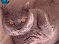 Anne british shorthair  yavru melez ÜCRETSİZ