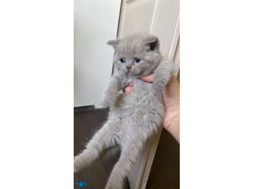 British shorthair blue point yavru kediler