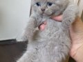 British shorthair blue point yavru kediler