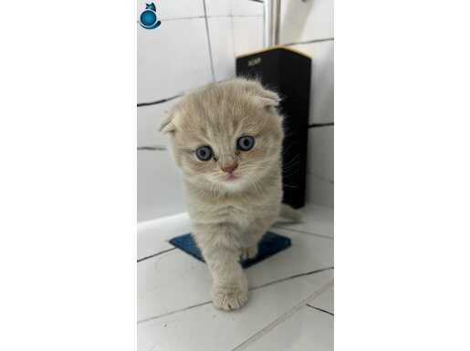 scottish fold 