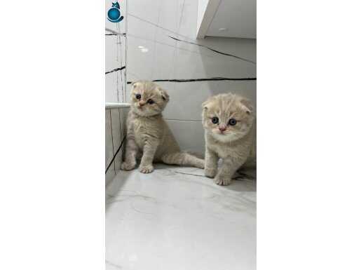 scottish fold 