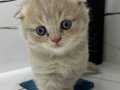 scottish fold 