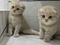 scottish fold 