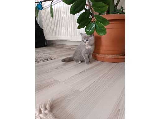 British shorthair gri yavru kedi