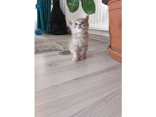 British shorthair gri kedi