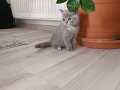 British shorthair gri yavru kedi