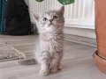 British shorthair gri kedi