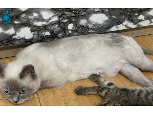 15 aylık Dişi British shorthair blue point 