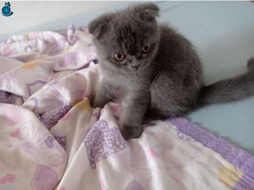 Acil satılık 7 Aylık Scottish Fold