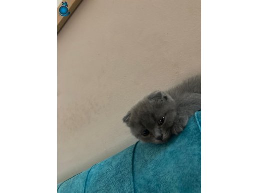 Orjinal Yavru Scottish Fold