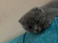 Orjinal Yavru Scottish Fold