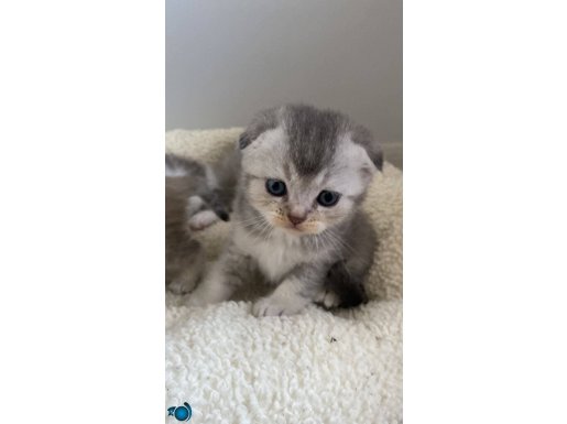 Scottish fold British shortair 