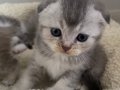 Scottish fold British shortair 