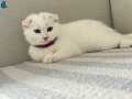 3 Aylık Scottish fold boncuk gözlü beyaz 