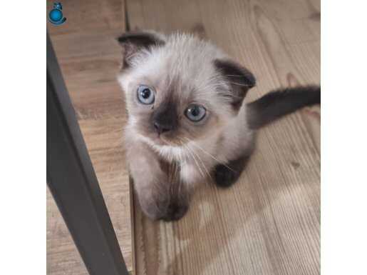 SCOTTISH FOLD YAVRU