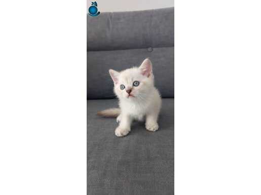 Brithish Shorthair Bluepoint yavrular