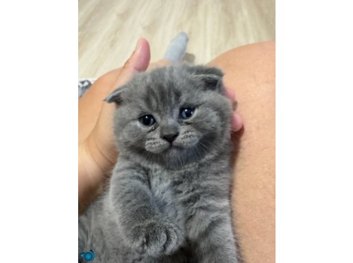 Safkan scottish fold 