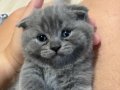 Safkan scottish fold 