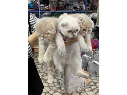 Beyaz Yavru Scottish Fold