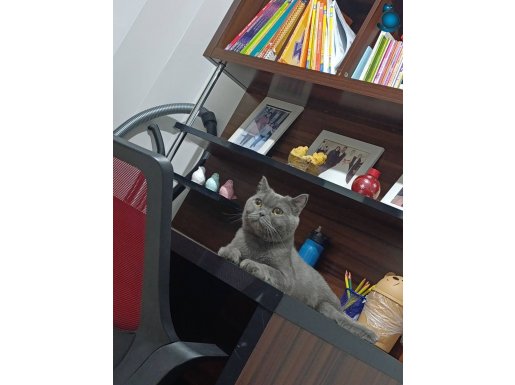 2 yaşında çok akıllı oyuncu british shorthair