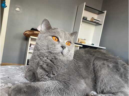 Safkan british shorthair kedi