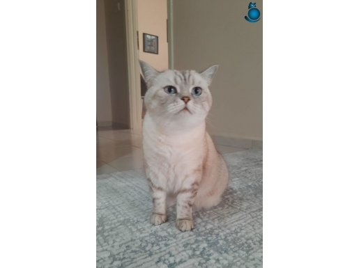 Ücretsiz British Shorthair Kedimiz İçin Yuvalandırma