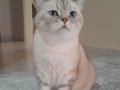 Ücretsiz British Shorthair Kedimiz İçin Yuvalandırma