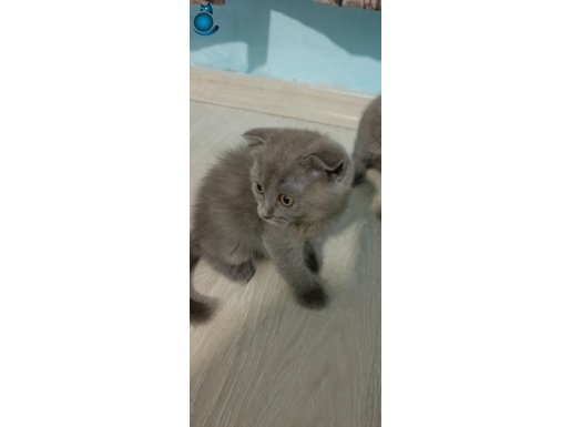 scottish fold kedilerim sahiplendirilmek için bekliyorlar