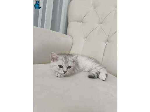 2 AYLIK British shorthair gri renk yavru.