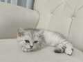 2 AYLIK British shorthair gri renk yavru.