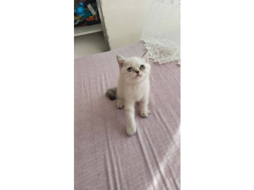 British shorthair minnak kizimiz