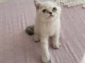 British shorthair minnak kizimiz