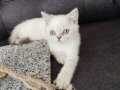 British shorthair tatlı kızımız