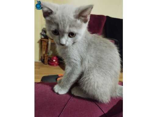 2 aylık British shorthair kediler 