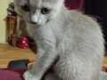 2 aylık British shorthair kediler 