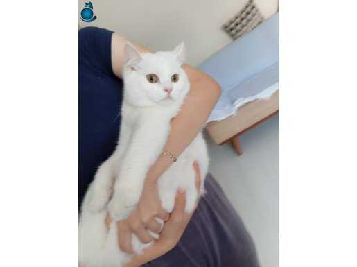 British shorthair kısır kedi aşıları tam