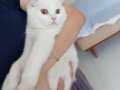 British shorthair kısır kedi aşıları tam