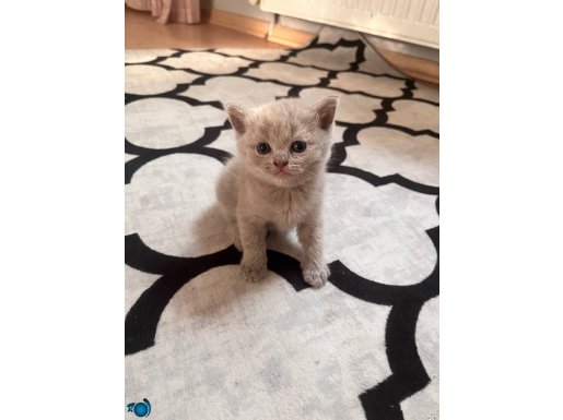 Erkek kedi british shorthair 2 aylık saglık sorunu yoktur…..