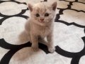 Erkek kedi british shorthair 2 aylık saglık sorunu yoktur…..