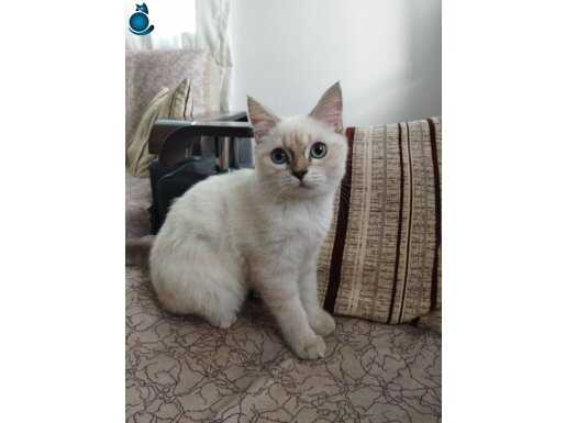 4 aylık erkek british shorthair