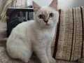 4 aylık erkek  british shorthair