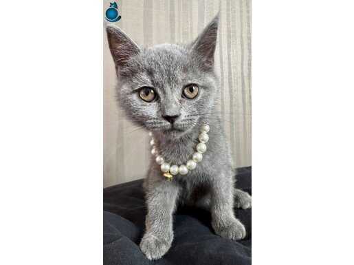 Tüm yeni eşyalarıyla 2,5 aylık British shorthair